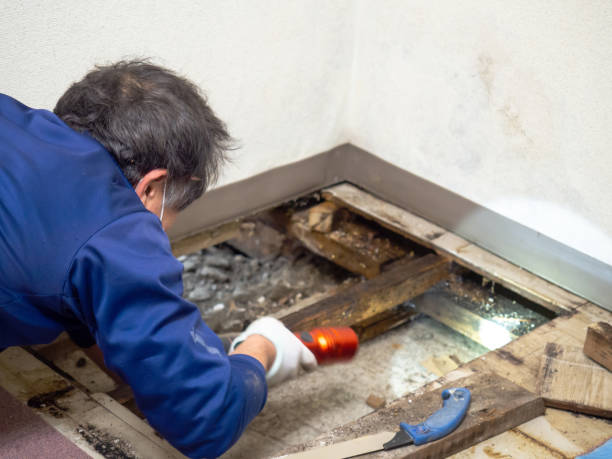 Best Mold Remediation for Specific Building Types in Radium Springs, NM