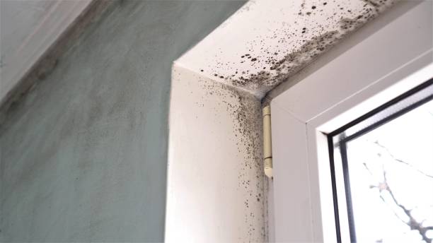 Best Mold Testing and Inspection Services in Radium Springs, NM
