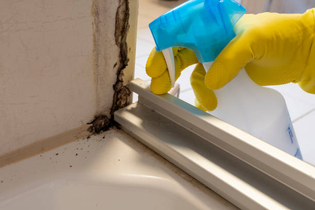 Best DIY Mold Remediation Support Services in Radium Springs, NM