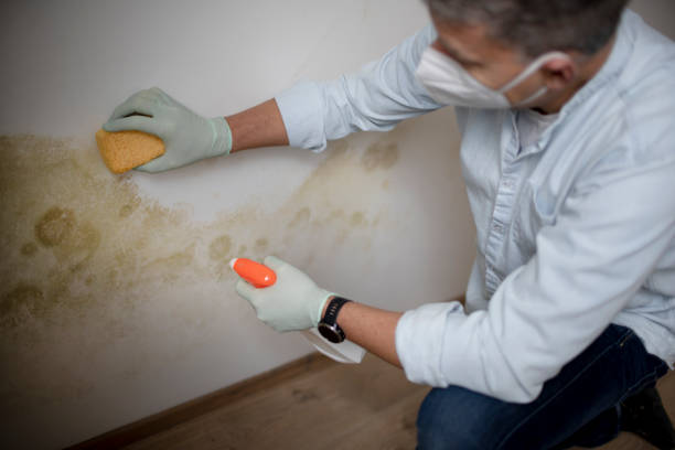 Best White Mold Remediation in Radium Springs, NM
