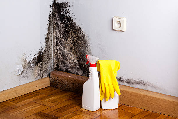 Trusted Radium Springs, NM Mold Remediation Experts